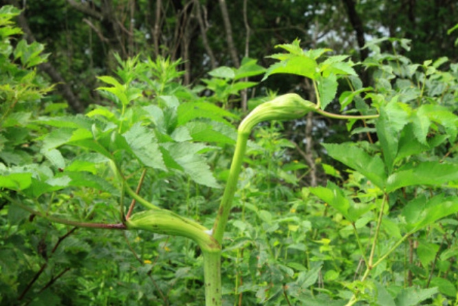走马芹植株图 走马芹植株图