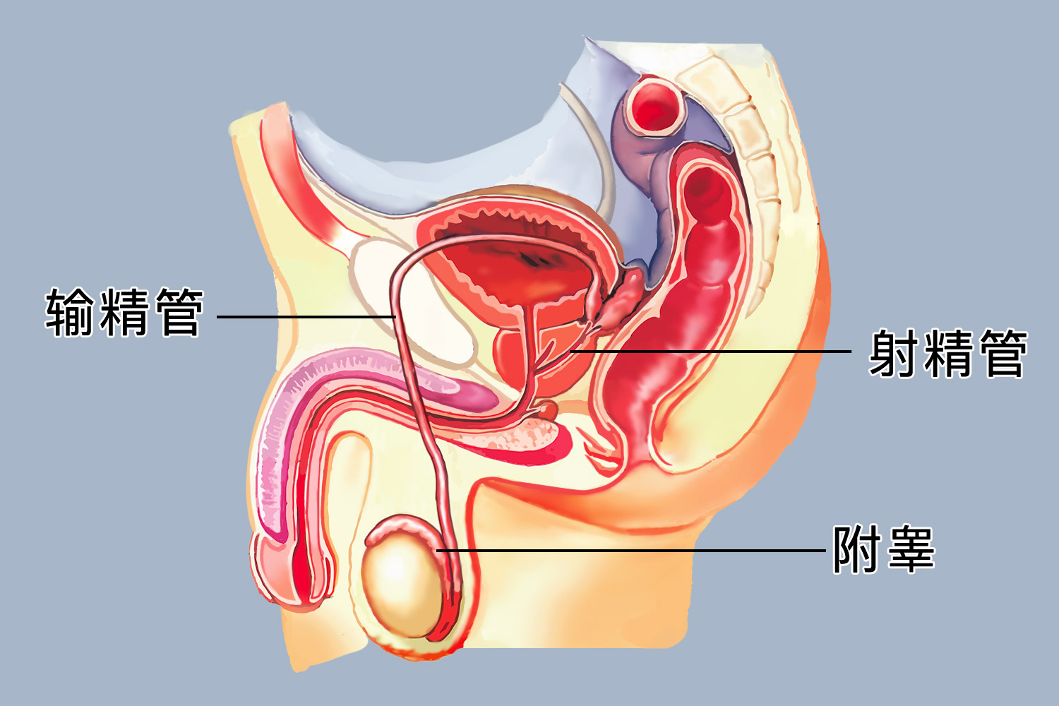 男性生殖管道图