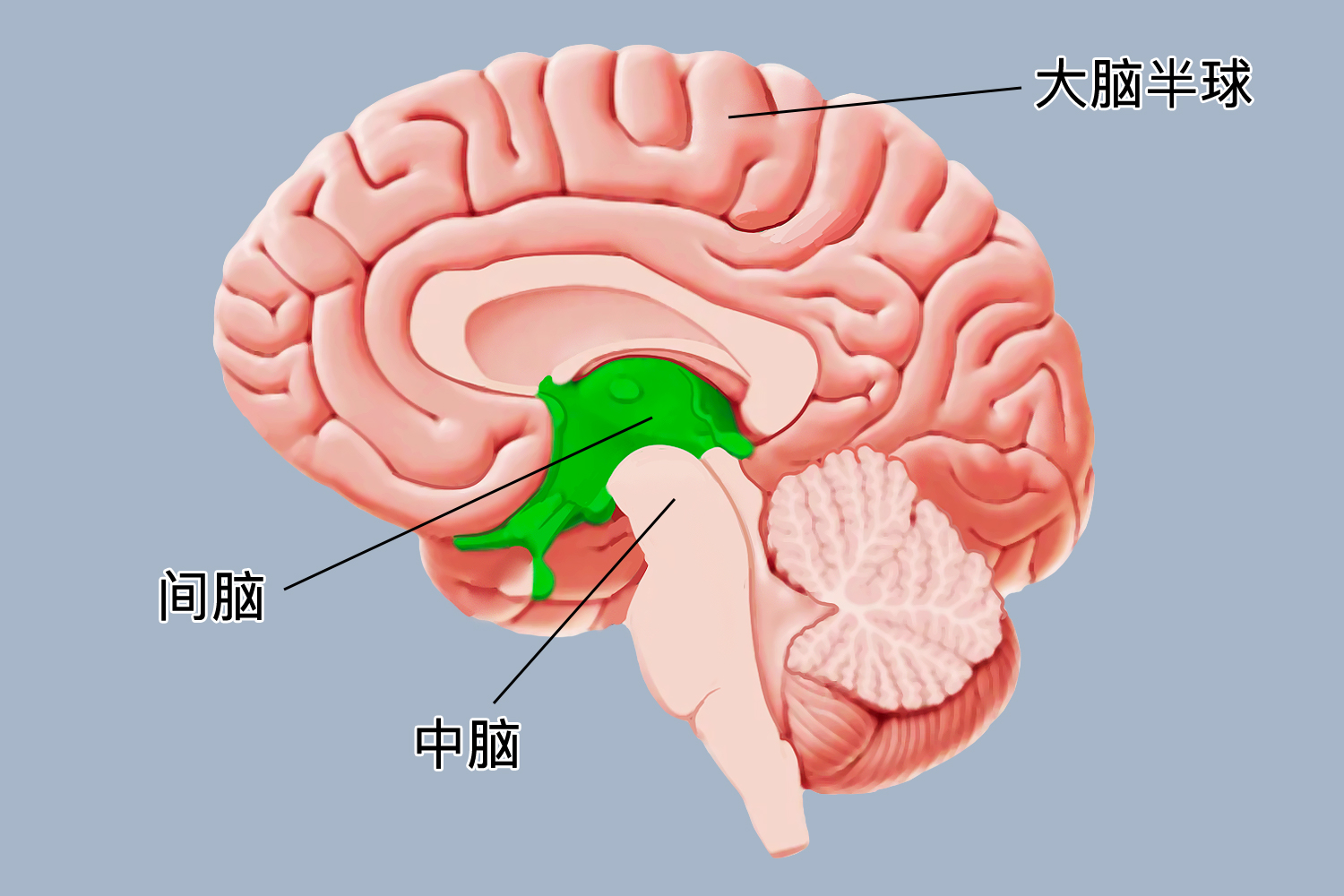 间脑位置图 间脑位置图