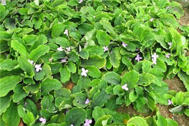 山奈植株外观图