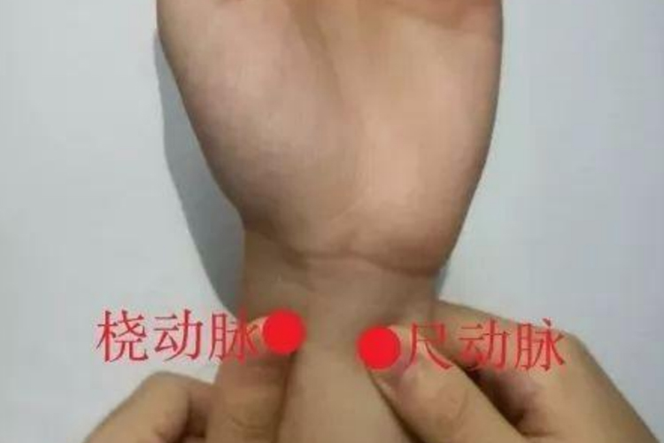 手出血压迫桡动脉和尺动脉图