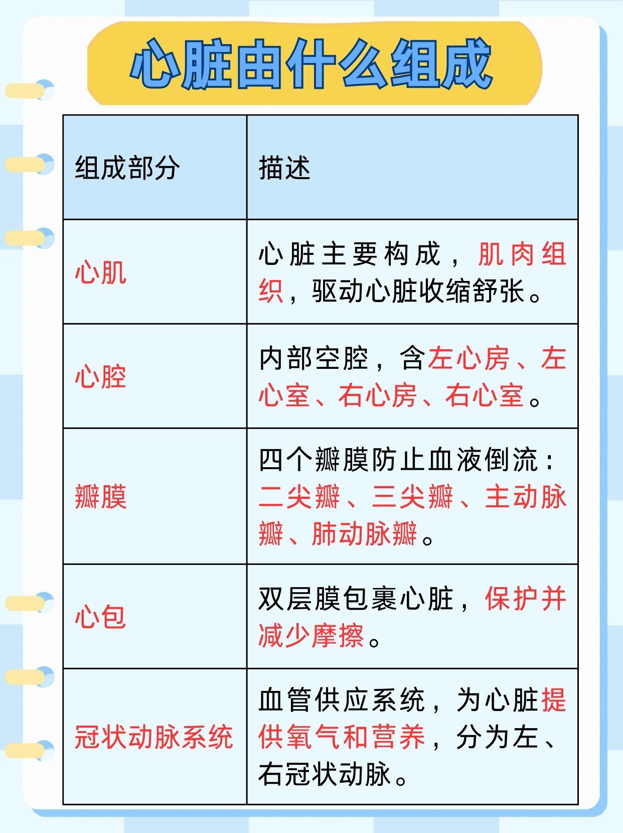 心脏由什么组成，带你了解！