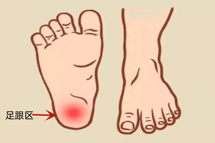 脚底足跟区图 脚底足跟区图