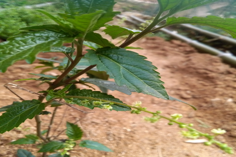 透骨草植株图 透骨草植株图