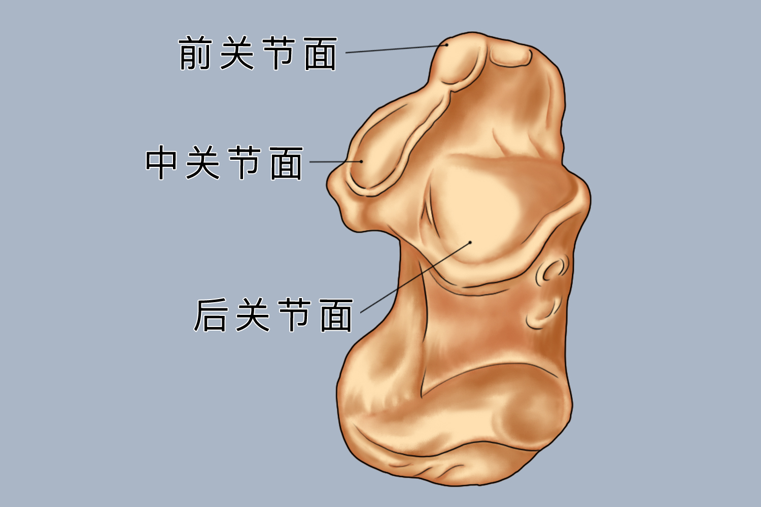 跟骨骨头详细图