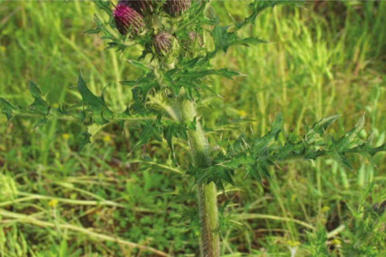 大蓟植株图