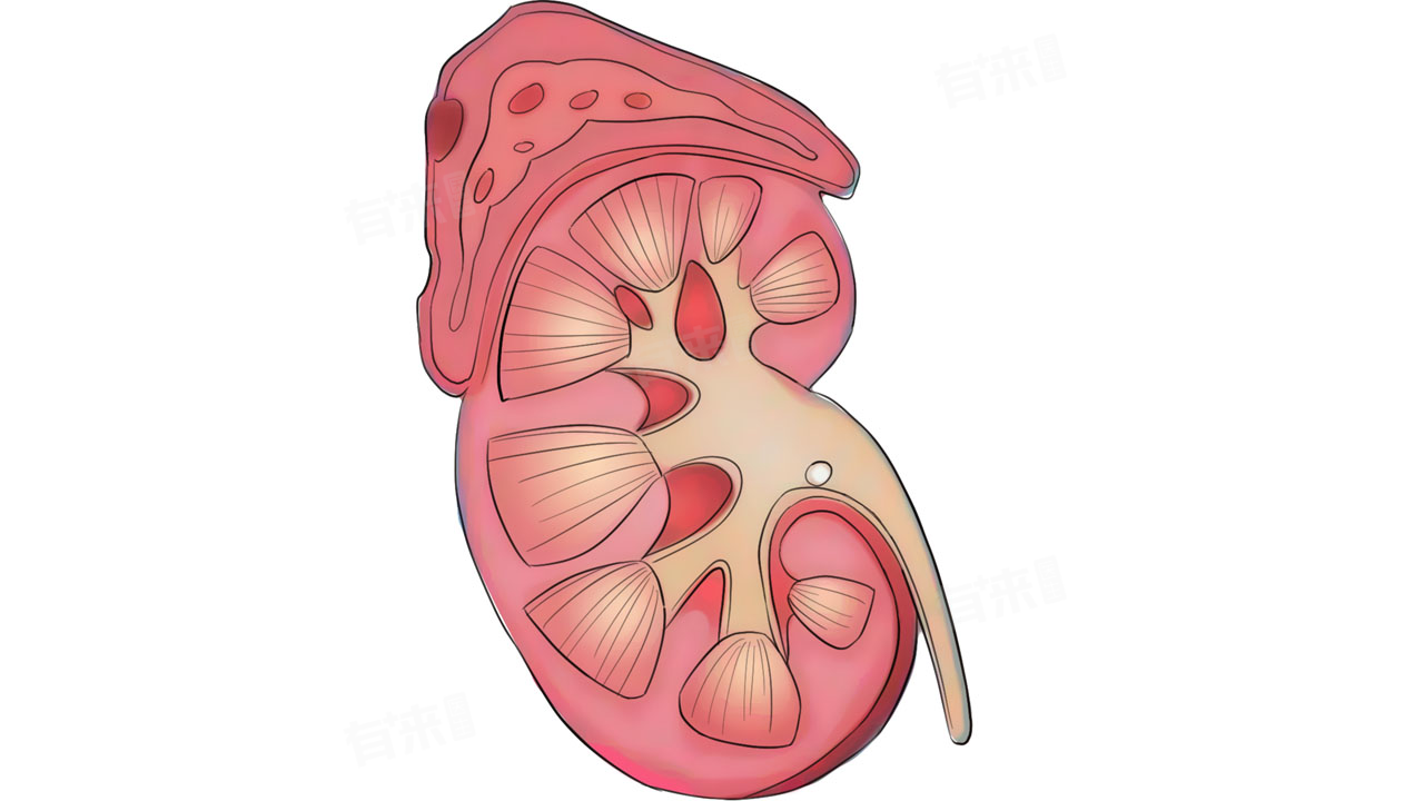 为什么你越努力节食反而越胖？这不是你的错！解密身体的“自保机制”——皮质醇与胰岛素如何引发压力型肥胖。了解【DEqueME饮食法】，从平衡激素开始，终结溜溜球式减肥，让身体自然放掉脂肪，实现轻松瘦身。