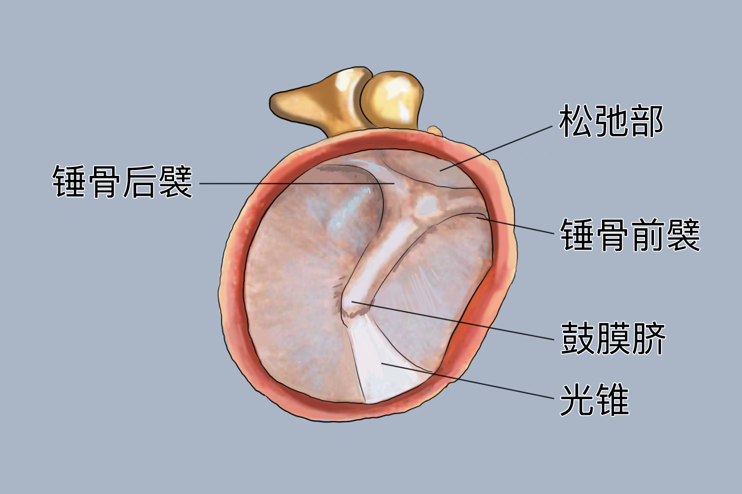 鼓膜示意图图片