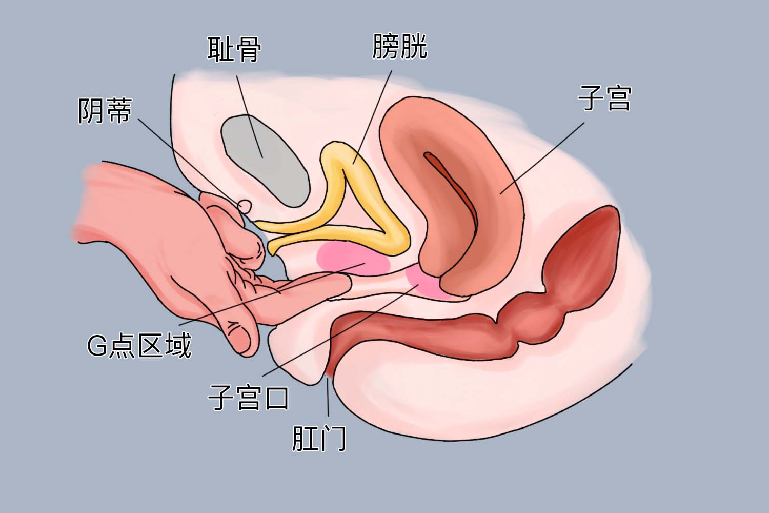 女性a点位置图片