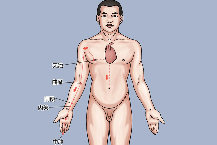 手厥阴心包经图