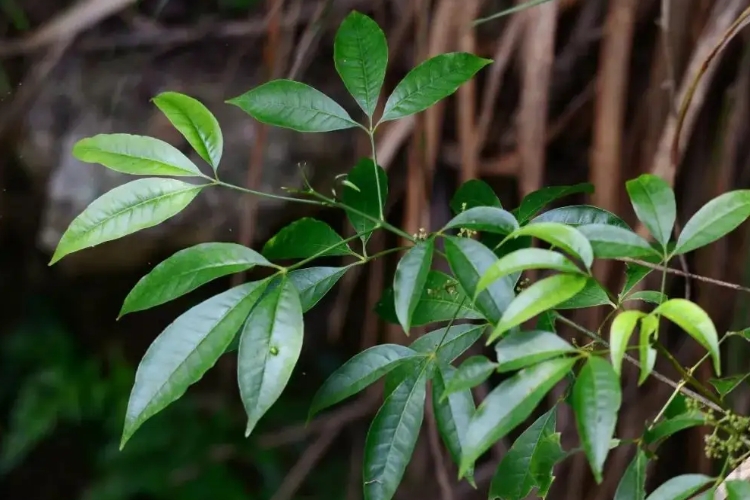 三叉苦植株图 三叉苦植株图