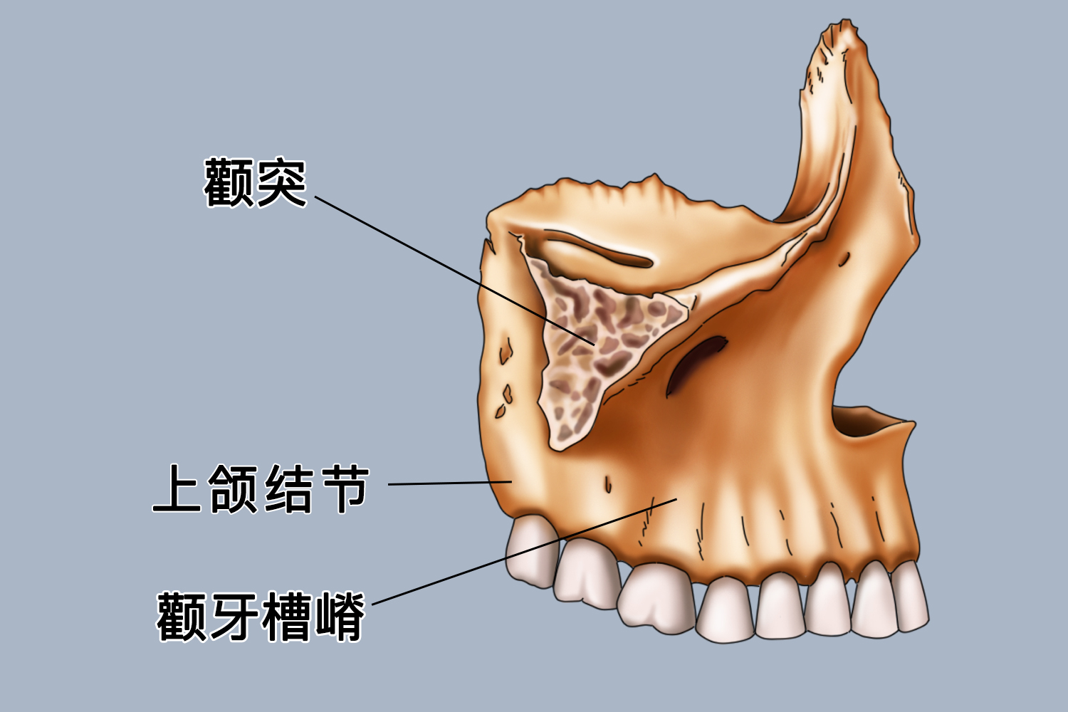 颧牙槽嵴的解剖位置图图片