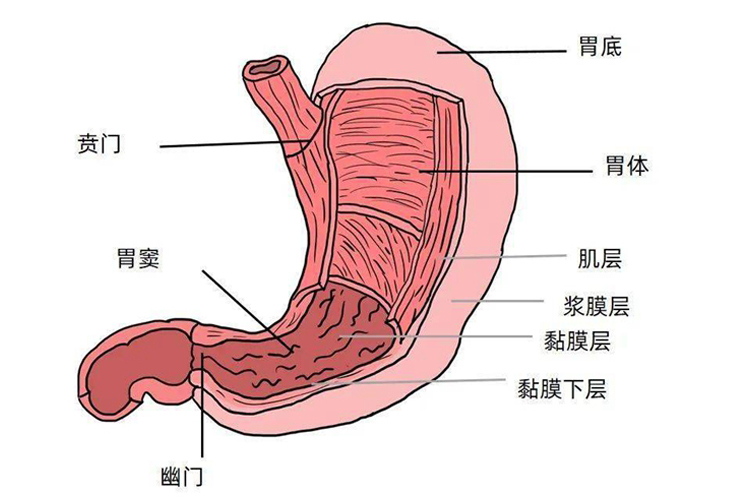 胃窦在胃的什么位置图图片