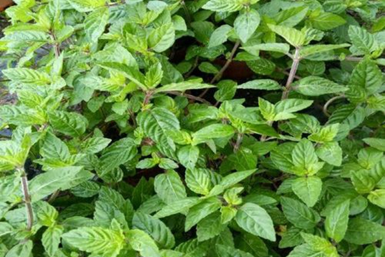 凉粉草原植物结果图