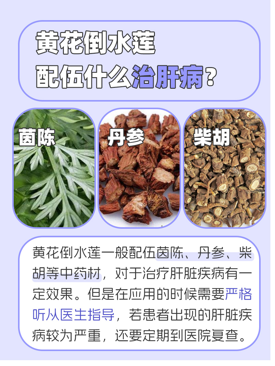 黄花倒水莲配伍什么治肝病？你知道吗？