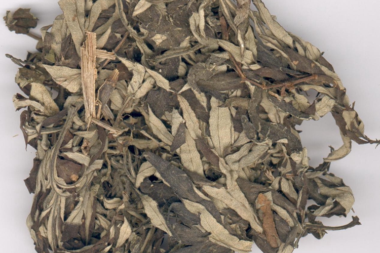 艾叶草药图 艾叶草药图