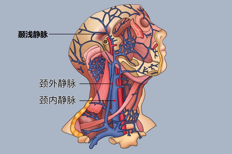 颞浅静脉位置图
