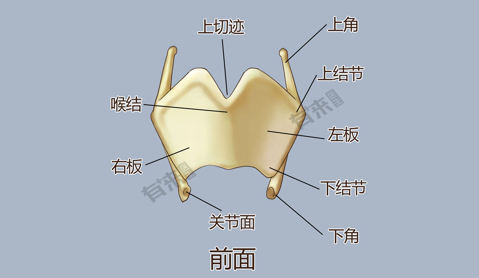 甲状软骨位于人体颈部,内侧观位于舌骨与环状软骨之间,构成喉的前壁和