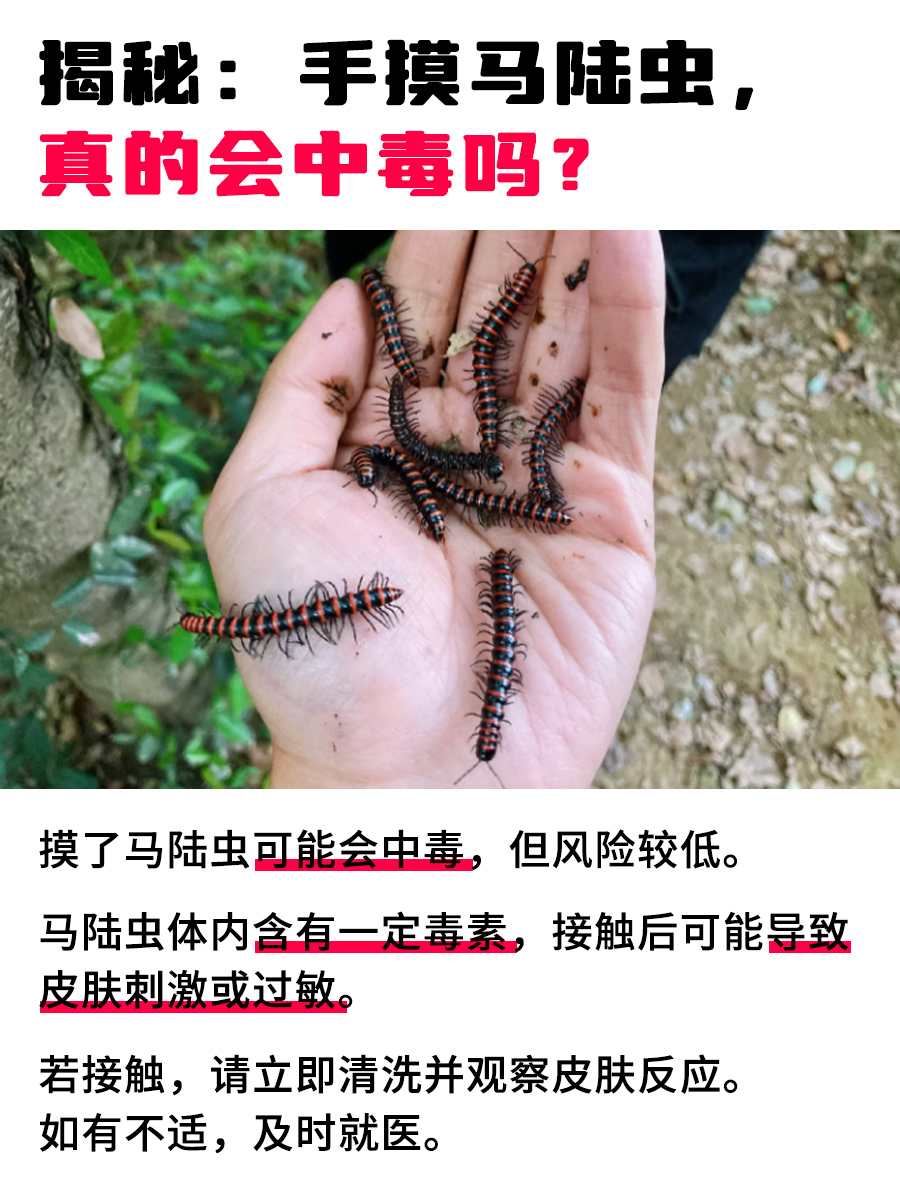揭秘：手摸马陆虫，真的会中毒吗？