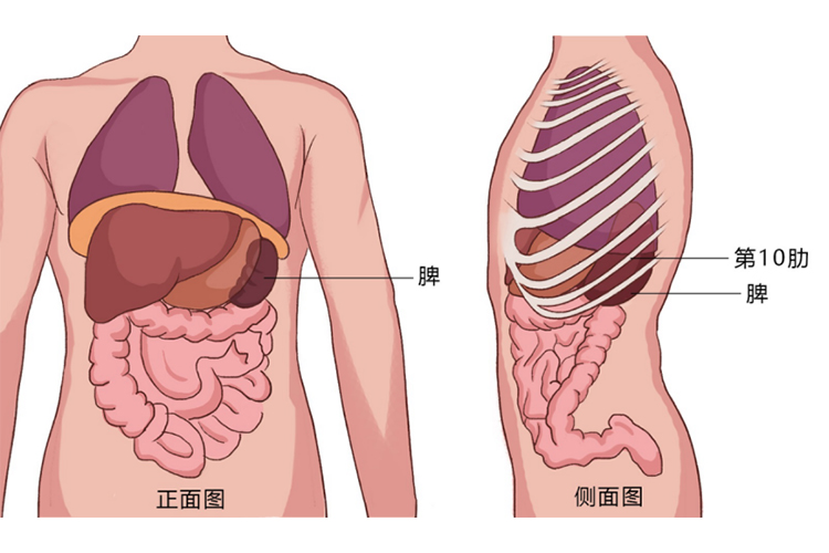 脾位置图