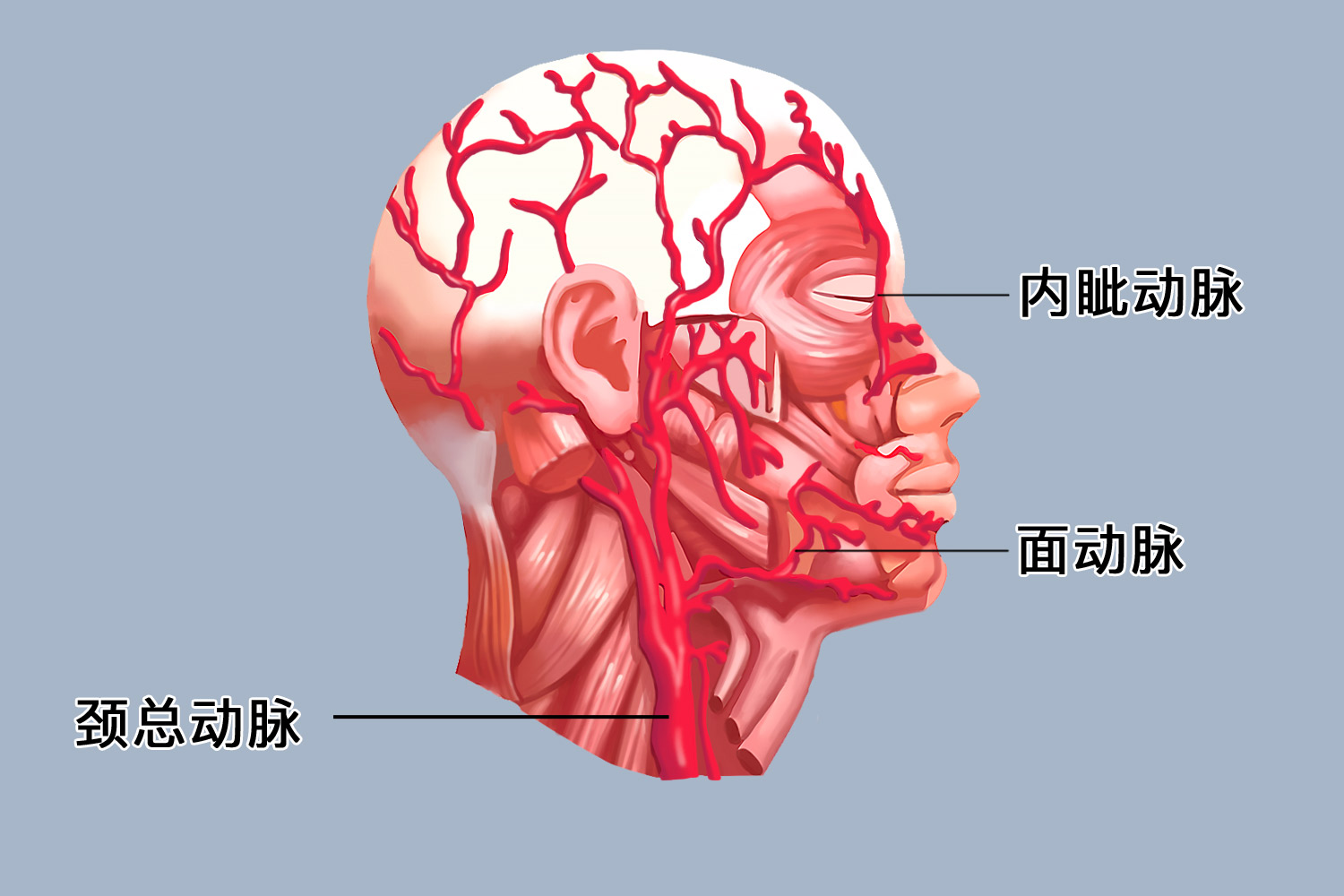 面动脉分布图