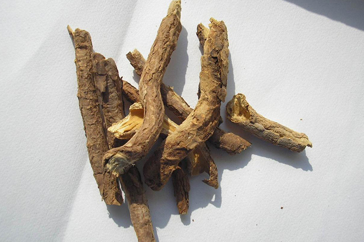 正品血三七图 正品血三七图