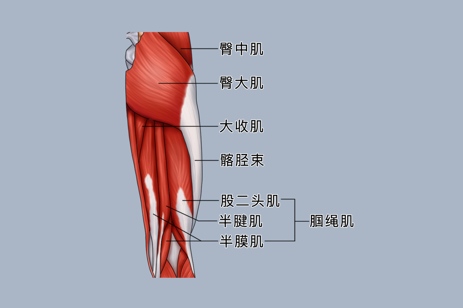 腘绳肌的位置图片