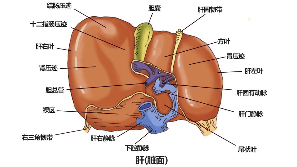 肝脏脏面图