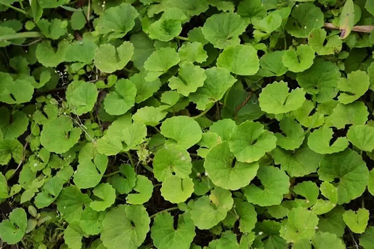 积雪草植株图 积雪草植株图
