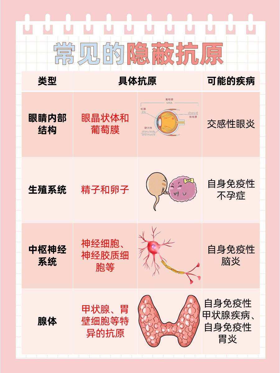 隐蔽抗原有哪些？一文为你解答
