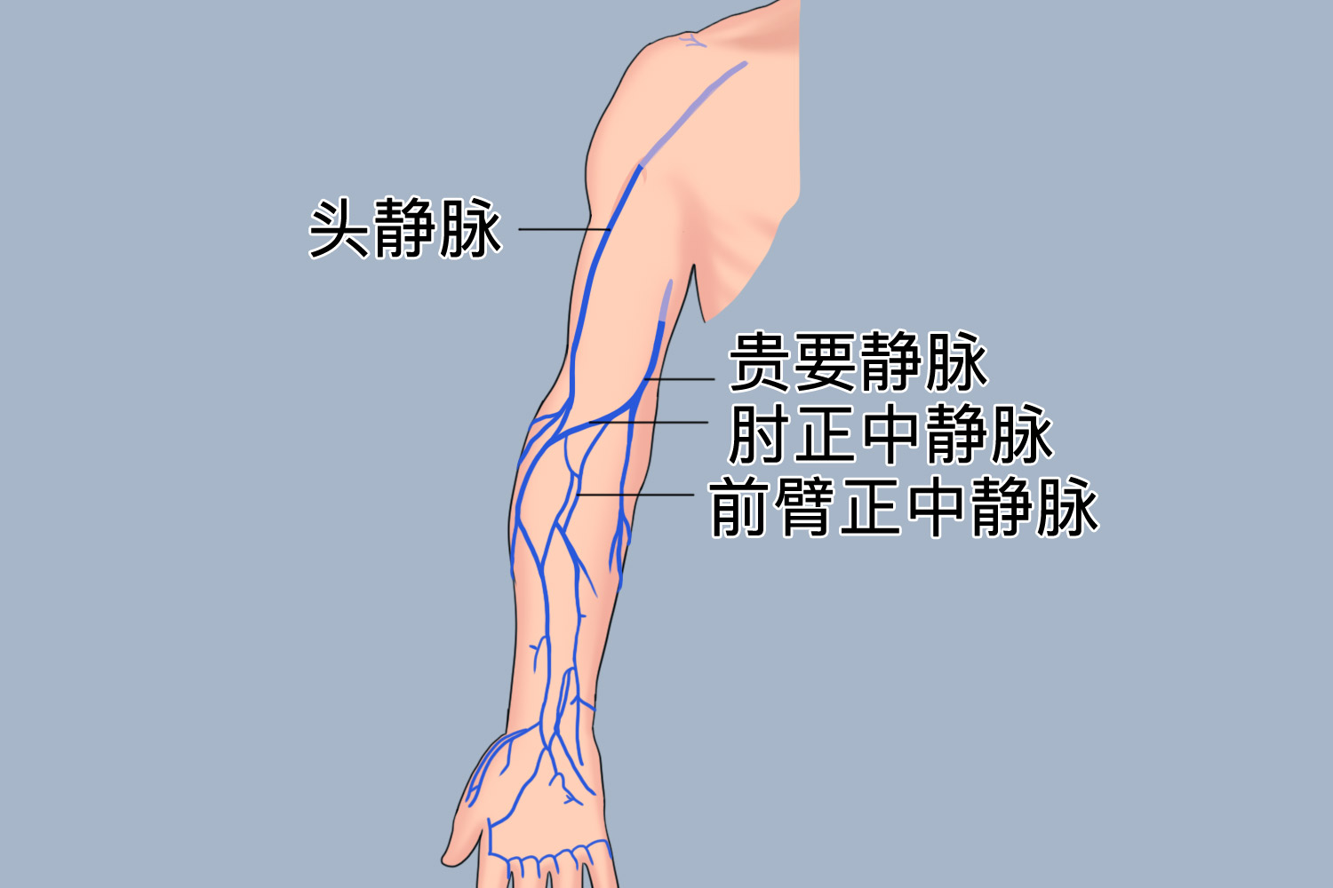 上肢浅静脉位置图