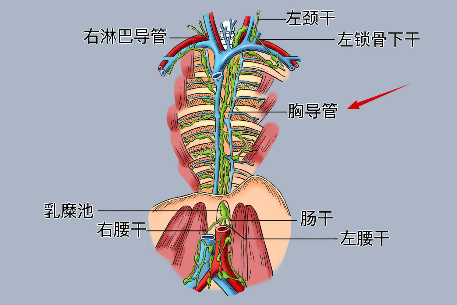 胸导管位置图