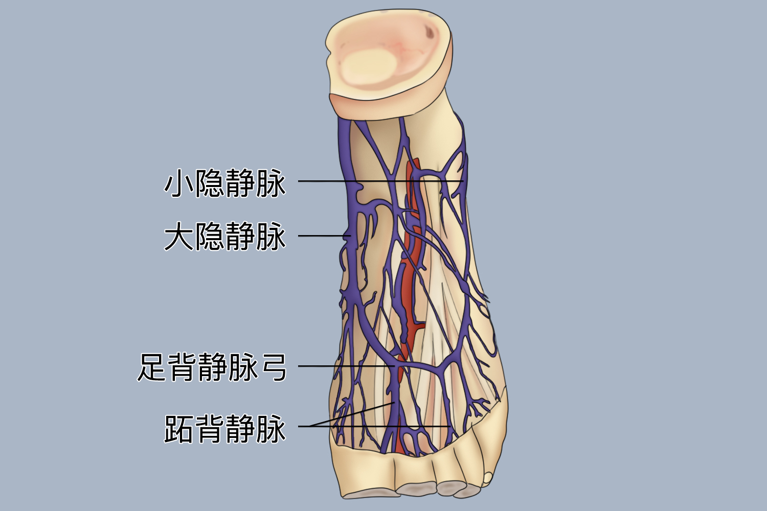 足部浅静脉图