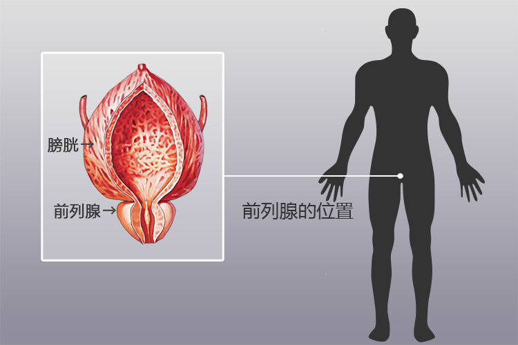 前列腺位置男身体图片