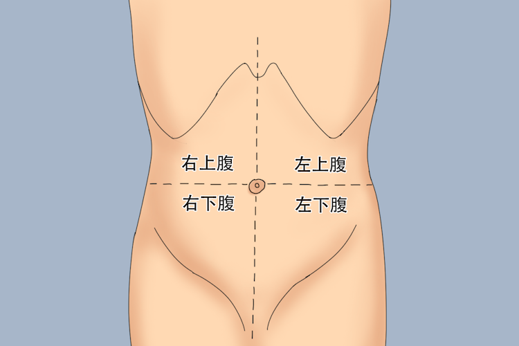 腹中线位置图片