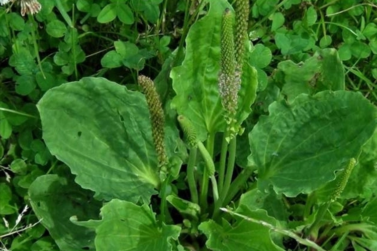 克马草原植株图