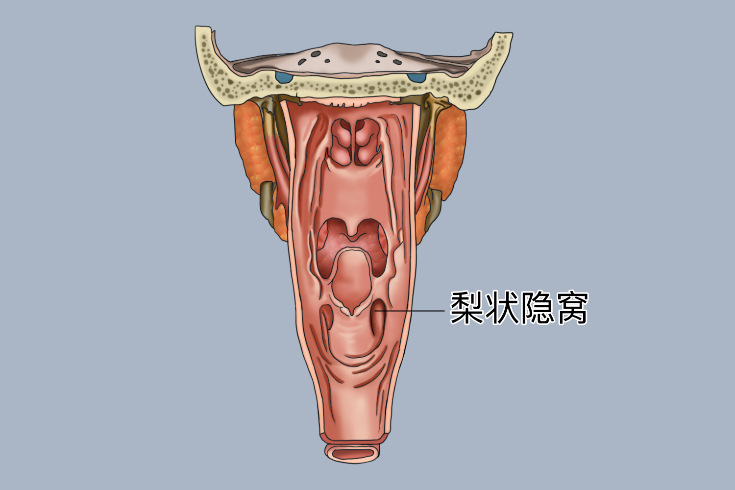 梨状隐窝图片