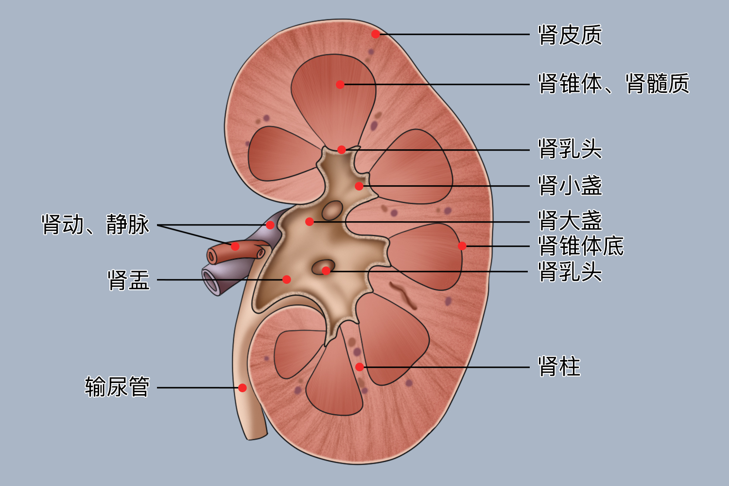 肾的结构图