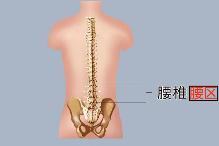腰部位置后面观图