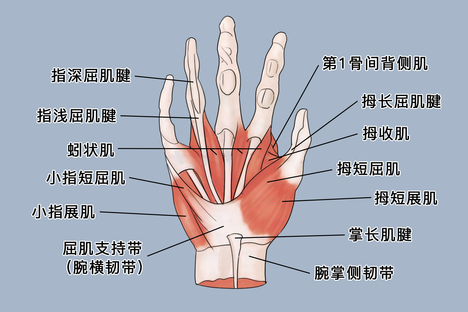 手指屈指肌腱解剖图谱图片