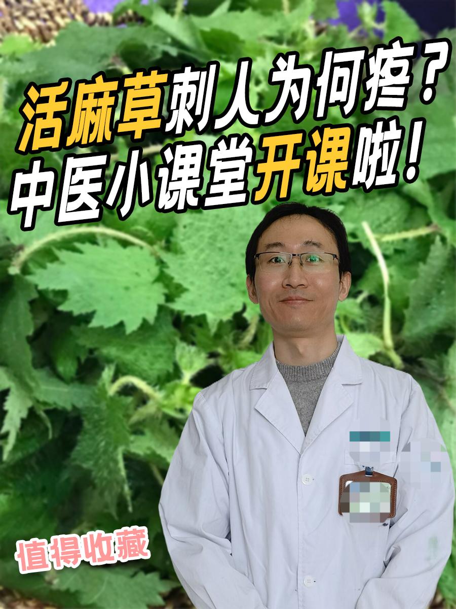 活麻草刺人为何疼？中医小课堂开课啦！