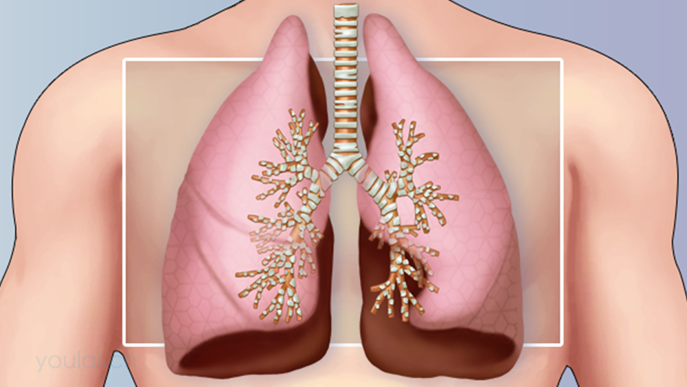 肺图片位置示意图高清图片