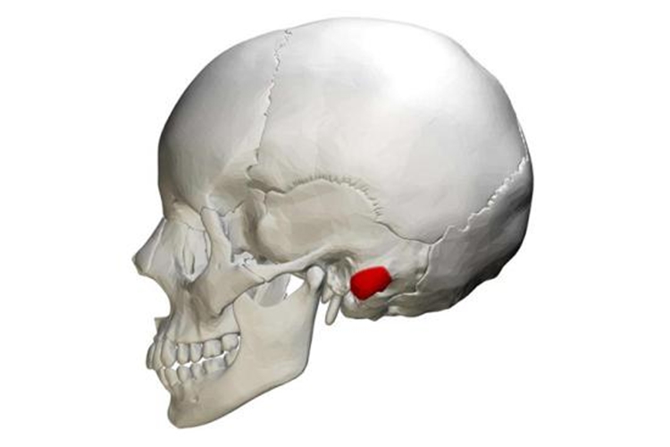 颞骨乳突位置图