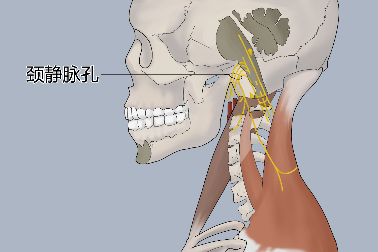 颈静脉孔区解剖彩图图片