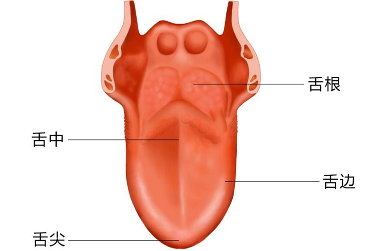 舌头部位名称图 舌头部位名称图