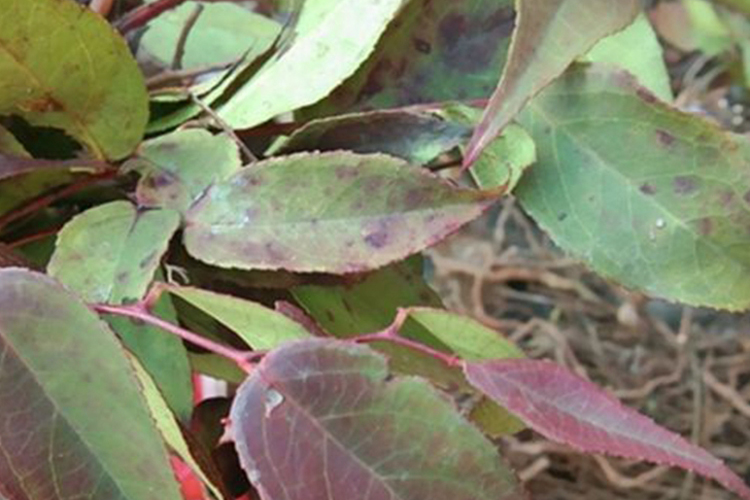 瑶婆风植物外观图