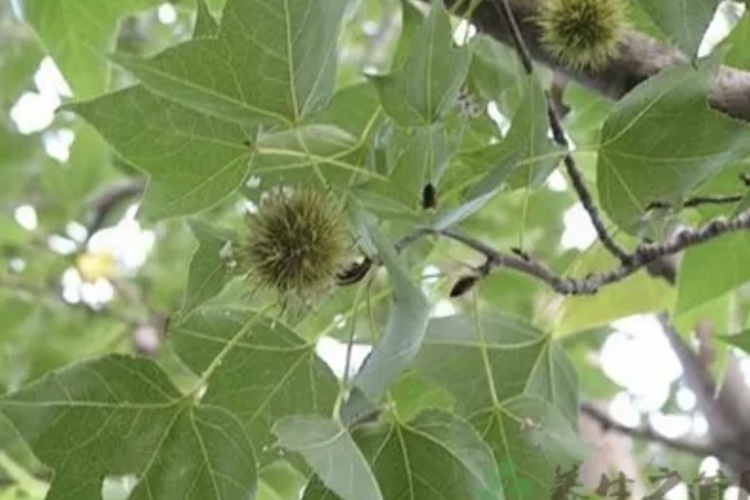 路路通植株图 路路通植株图