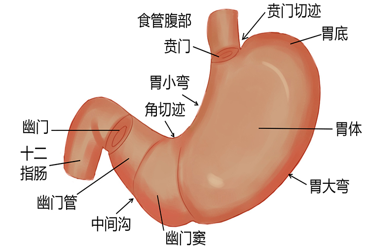 胃的结构图