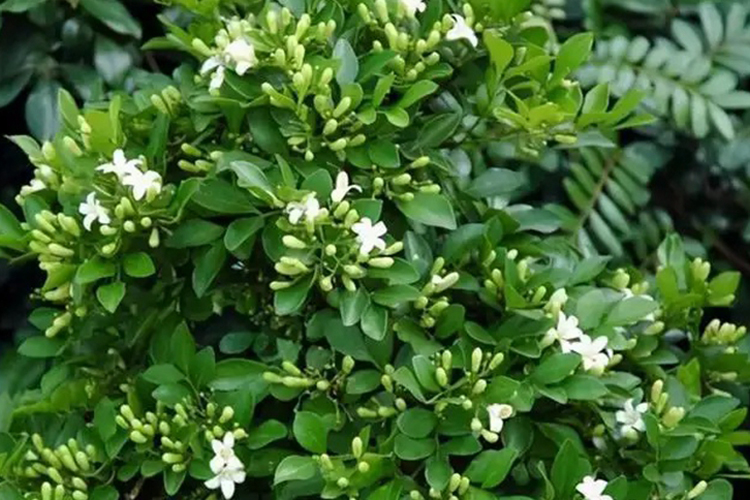 九里香根草药图 九里香根草药图