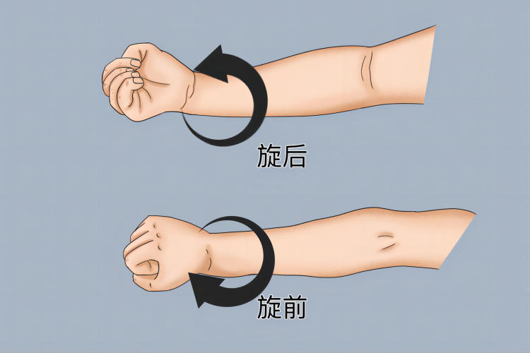 前臂旋前与旋后图